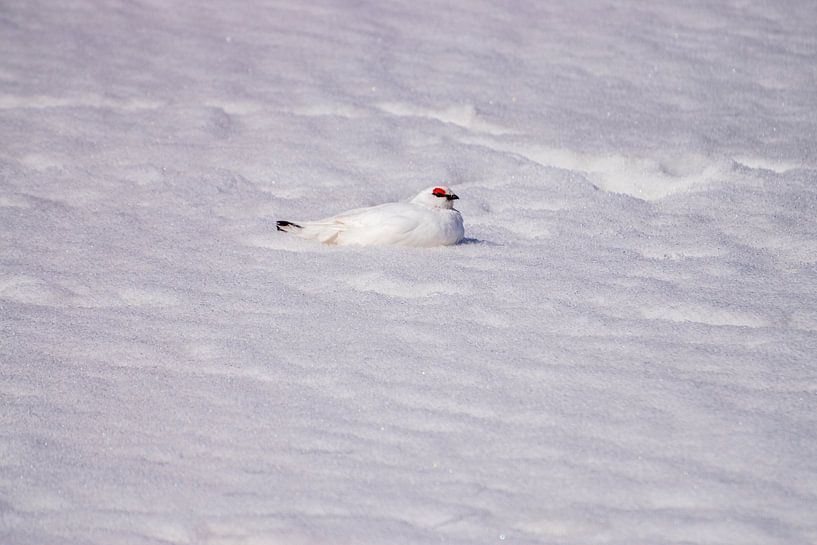 Spitsbergen Snow grouse by Merijn Loch