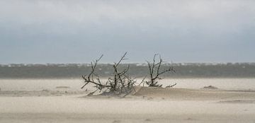 Tempête de sable sur René van Leeuwen