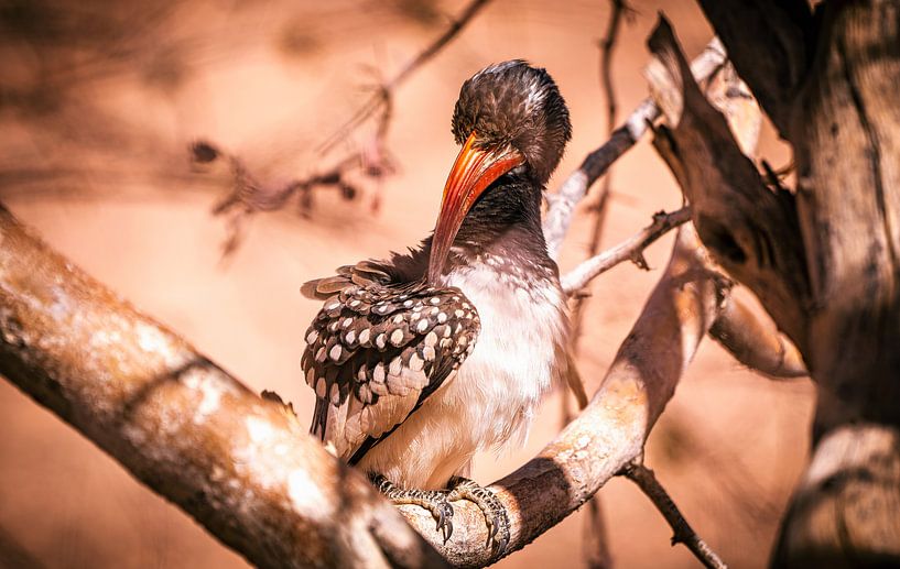 I have such an itch. by Loris Photography