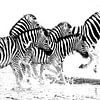 laufende Zebras  von Henk Langerak