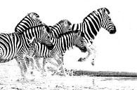rennende zebra;s  van Henk Langerak thumbnail