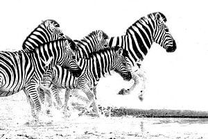 laufende Zebras 