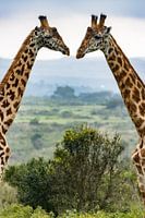 Giraffen