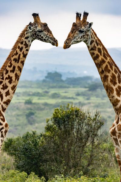 Giraffen von Karen de Boer