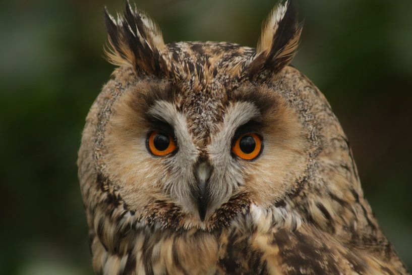 Eyes by Marian Kramer