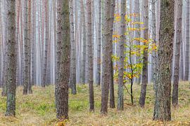 Petit hêtre dans une pinède sur Daniela Beyer