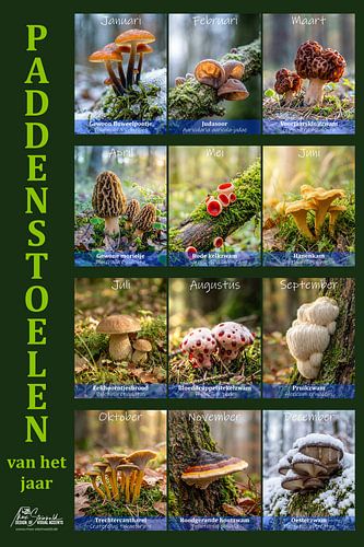 Mushrooms of the Year (NL) by Max Steinwald