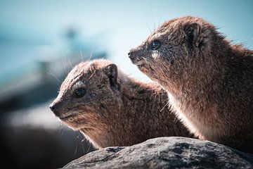 Two Marmots by Youri Zwart