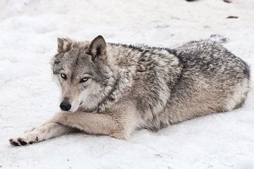 Een vrouwelijke wolf ligt in de sneeuw...