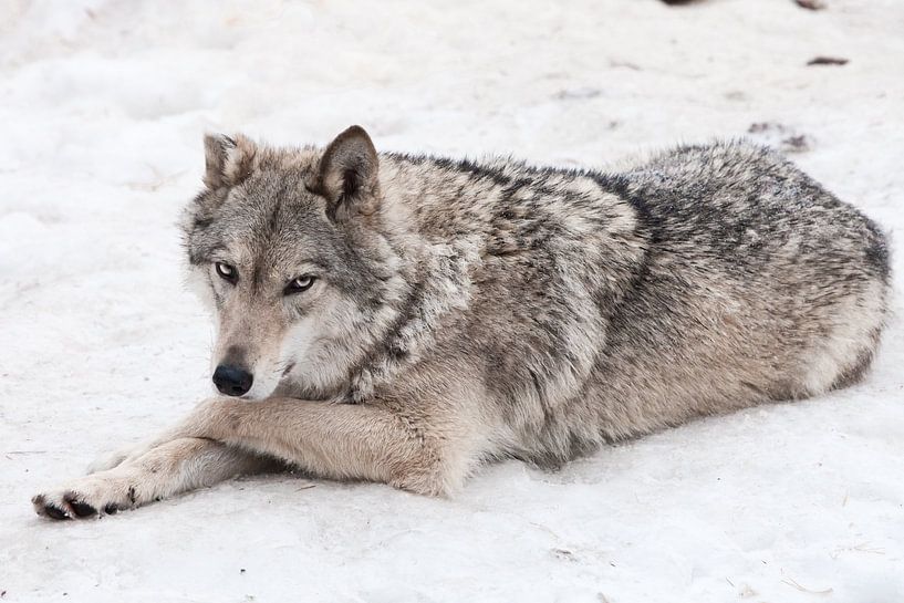 A female wolf lies in the snow by Michael Semenov