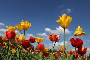 Prairie de tulipes sur Marcel Schauer