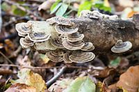Mushroom on an old tree