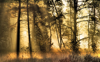 Zonlicht tussen de bomen en de nevels