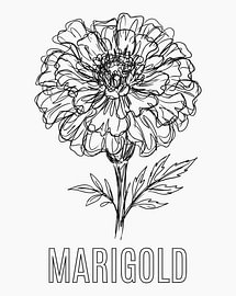 Minimalistisches Poster mit Strichzeichnung einer Ringelblume – weiße Ausgabe von moveit store