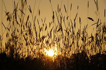 Zonsondergang in grasland van Marlies van den Hurk Bakker