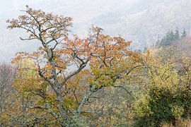 Herfstsonate von Raoul Suermondt