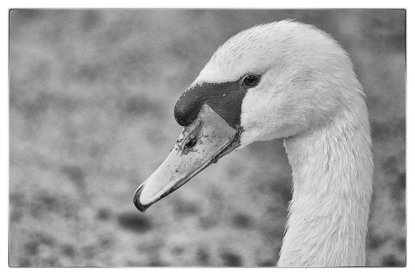 Swan by Mighuel Geutskens