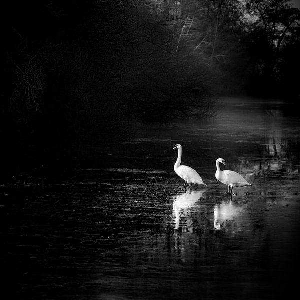 Zwanen koppel van Martijn Schruijer