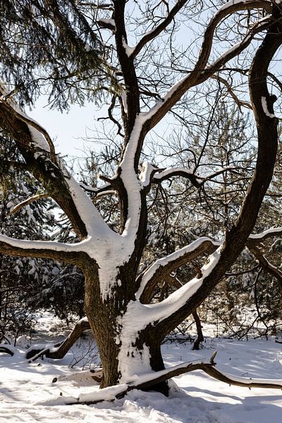 Verschneiter Baum von Tamara Geluk