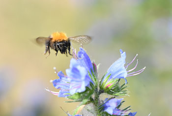 From sunrise to sunset, the life of a bee: flying from flower to flower in search of sweet nectar