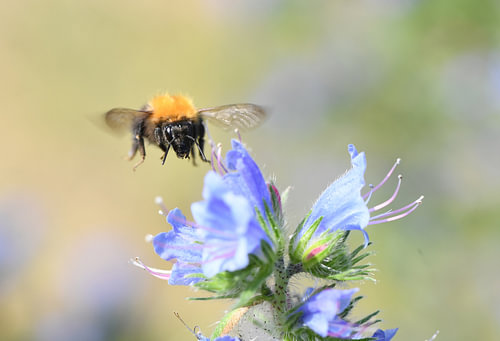 From sunrise to sunset, the life of a bee: flying from flower to flower in search of sweet nectar