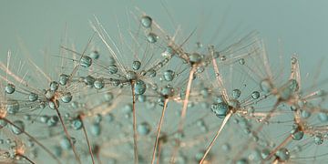 Abstract panorama of droplets resting on golden fluff by Marjolijn van den Berg