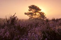 Morning glow landscape