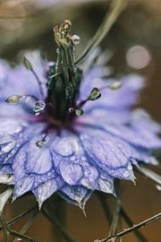 Schnaufen im Grün im Morgentau von Lindy Schenk-Smit