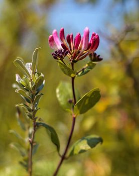 Schiermonnikoog – wild honeysuckle