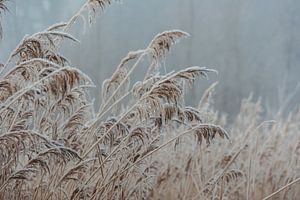 Gefrorenes Schilf mit Nebel.