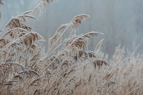 Bevroren riet met mist in de winter.