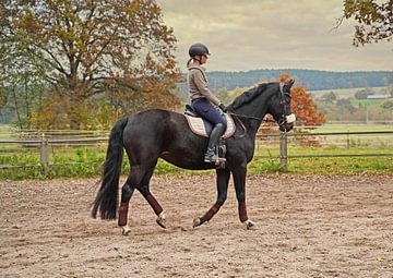 Training met het Beierse zwarte paard Baveria op een rijbak in de herfst