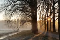 Dawn's Mystical Forest