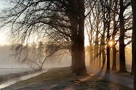 Der mystische Wald der Morgendämmerung