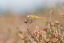 Libelle in blühendem Heidekraut von Danny Slijfer Natuurfotografie