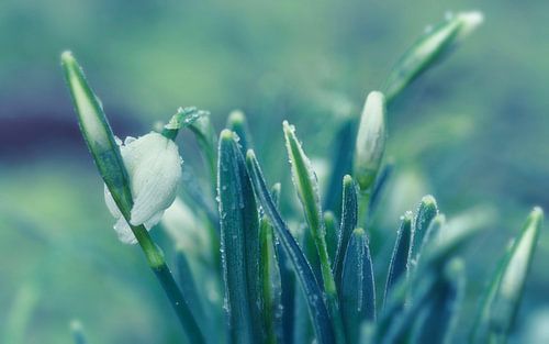 Gefrorene Schneeglöckchen