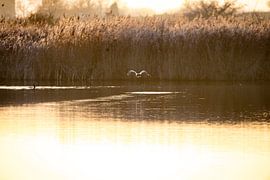 Aalscholver in het avondlicht van Carmen Nijenhuis