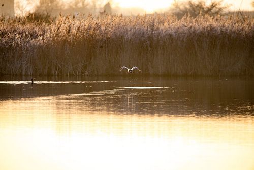 Cormorant in the evening light
