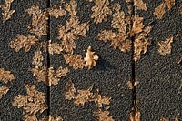 Autumn on the street