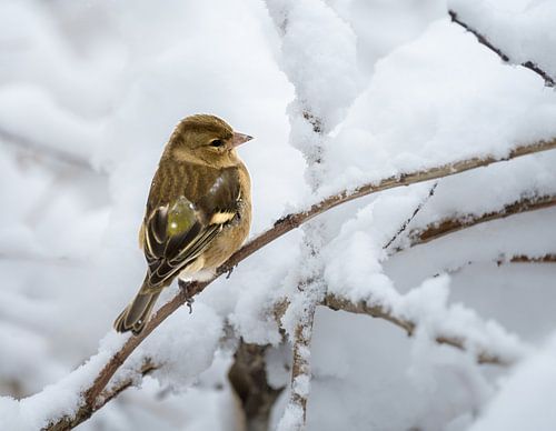 Gros plan sur une femelle de Pinson des arbres dans le Schee