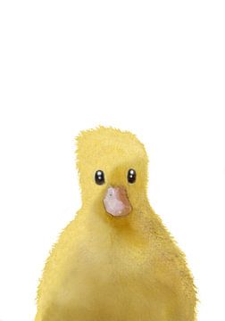 Duck, 1x Studio II by 1x
