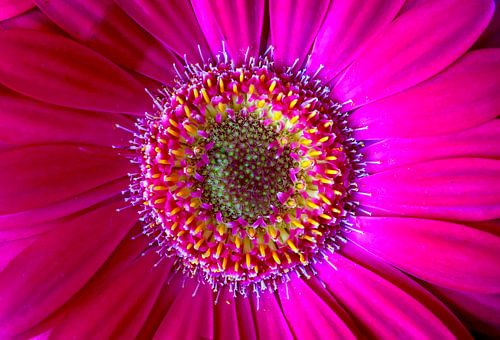 Gerbera