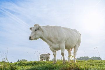 Nieuwsgierigheid, ook bij de koeien. van Henri Boer Fotografie