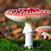 Fly agaric by Evelyne Renske