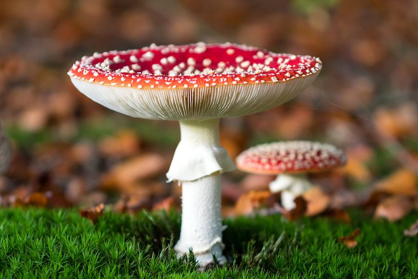 Fly agaric by Evelyne Renske