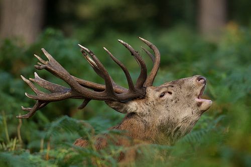 Bronstig burlend Edelhert in boslandschap met varens
