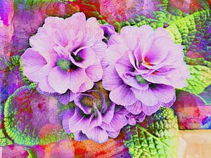 Primula Flieder Fantasie