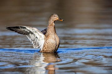 Canard colvert (Anas platyrhynchos) sur Dirk Rüter