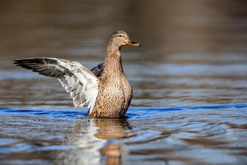 Mallard (Anas platyrhynchos) by Dirk Rüter