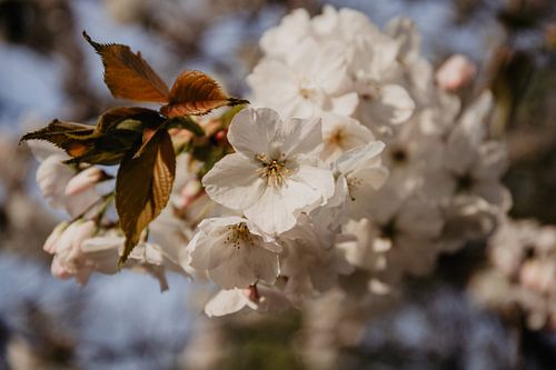 witte bloesem